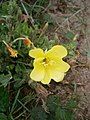 Oenothera biennis'