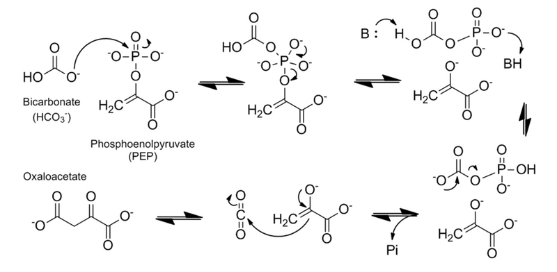 File:PEP Carboxylase Mechanism.png