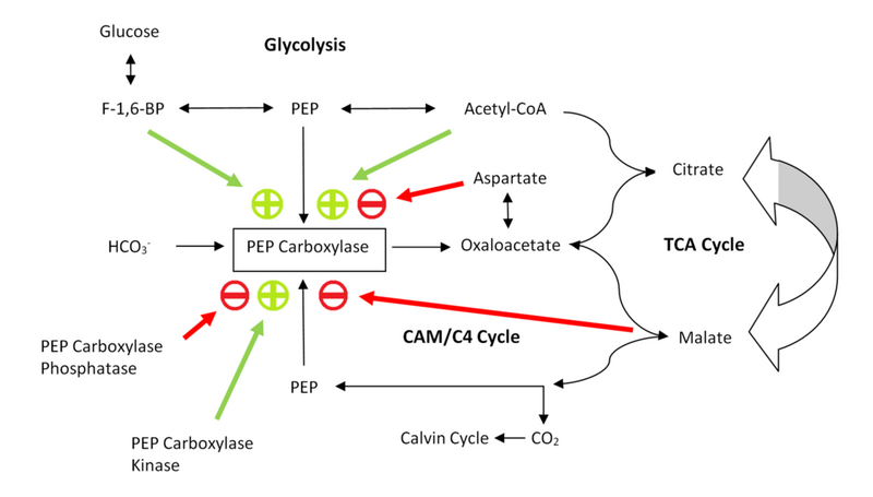 File:PEP Carboxylase Regulation.png