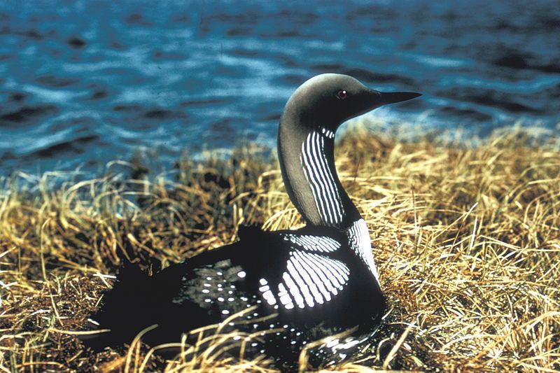 File:Pacific Loon.jpg