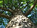 Trunk of Ceiba speciosa (Paineira rosa), São Paulo, Brazil