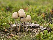 Panaeolus semiovatus var. semiovatus, by Jörg Hempel