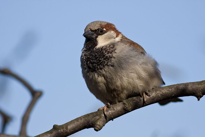 File:Passer domesticus detailed.jpg