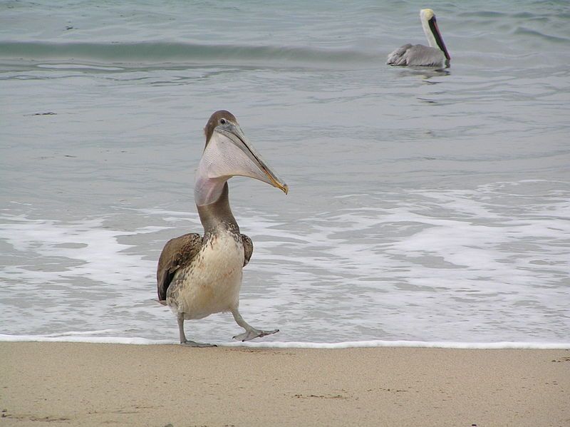 File:Pelican.JPG