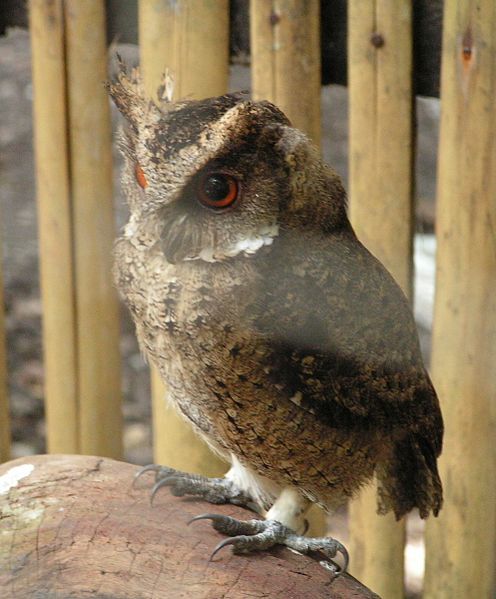 File:Philippineowl.jpg