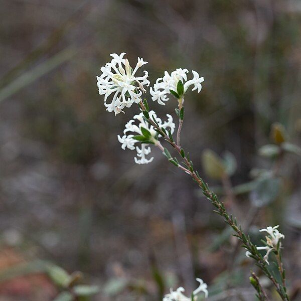 File:Pimelea phylicoides.jpg