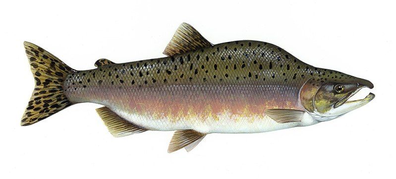 File:Pink salmon FWS.jpg