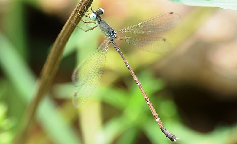 File:Platylestes platystylus Female.jpg