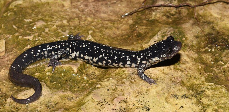 File:Plethodon albagula 168277235.jpg