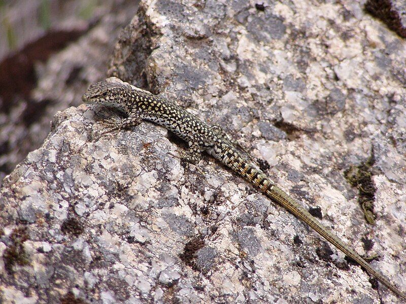 File:Podarcis guadarramae.jpg