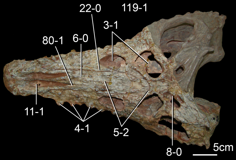 File:Proterochampsa skull.png