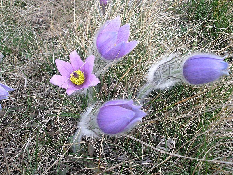 File:Pulsatilla grandis.jpg