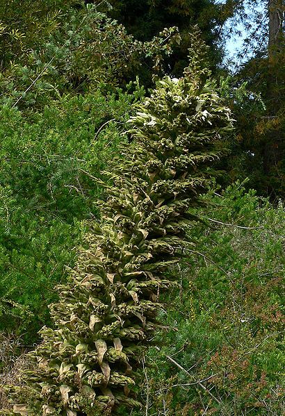 File:Puya raimondii 2.jpg