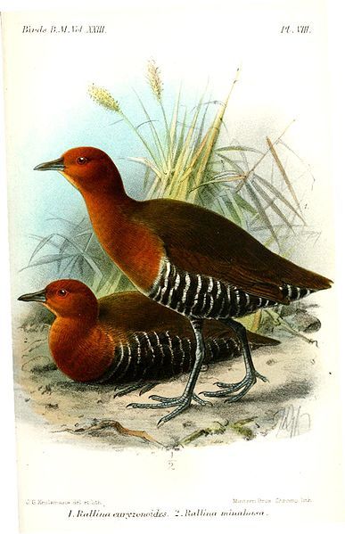 File:RallinaEuryzonoidesKeulemans.jpg