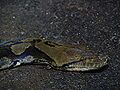 Reticulated python Python reticulatus at Wilmington's Cape Fear Serpentarium