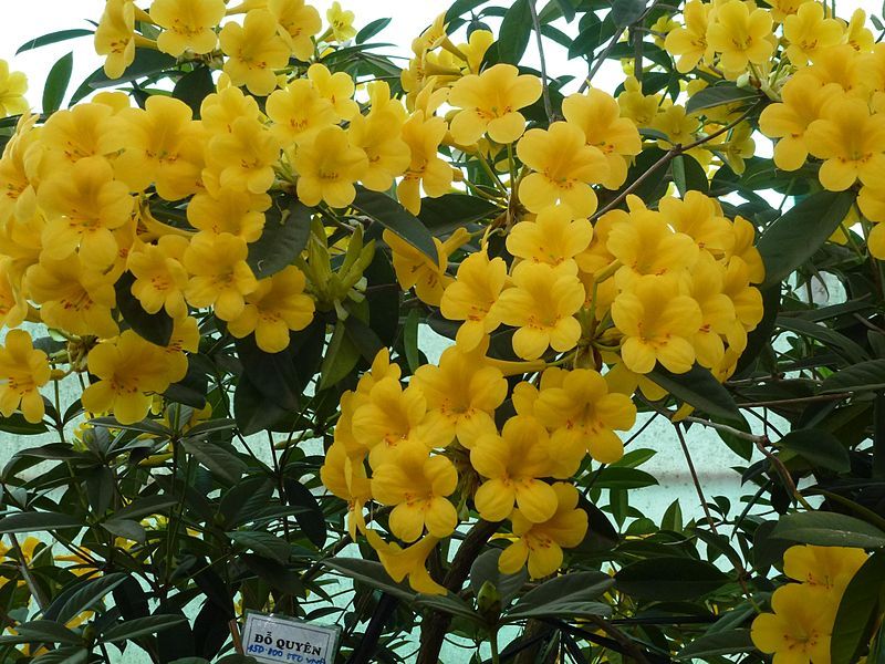 File:Rhododendron in Dalat.JPG