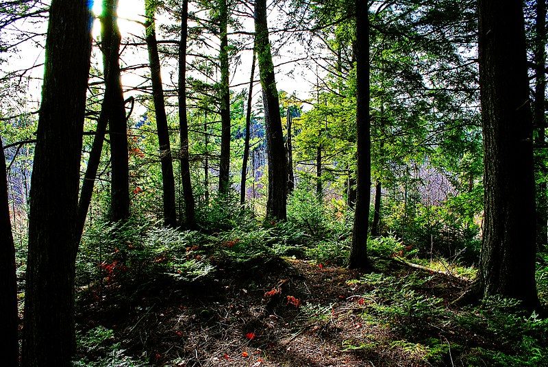 File:Richter Lake Hemlocks.jpg