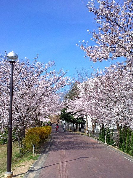 File:SAKURA road.jpg