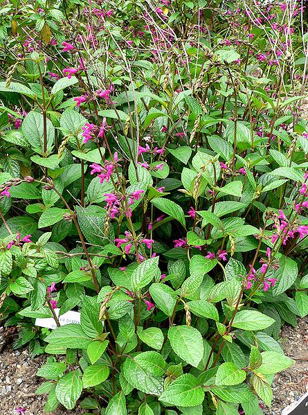 File:Salvia chiapensis 1.jpg