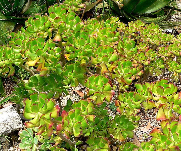 File:Sedum dendroideum 1.jpg