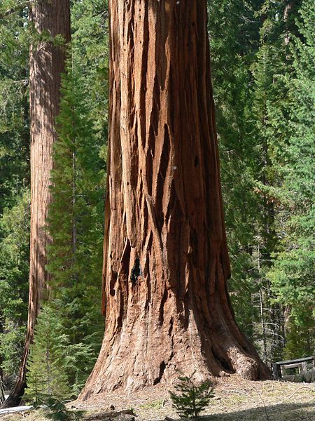 File:Sequoiadendron giganteum 08147.JPG