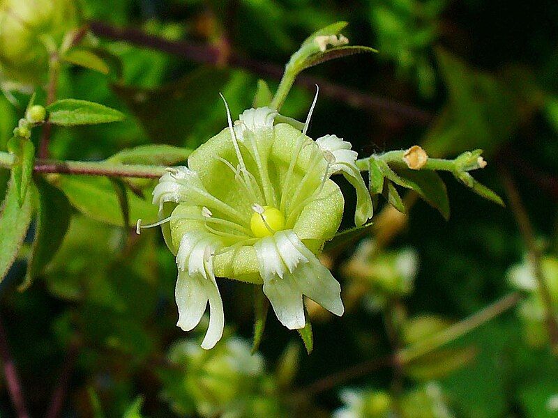 File:Silene baccifera 003.jpg