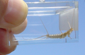 Silverfish held in bugbox to provide scale