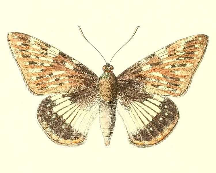 File:Spilopastes galinthias.jpg