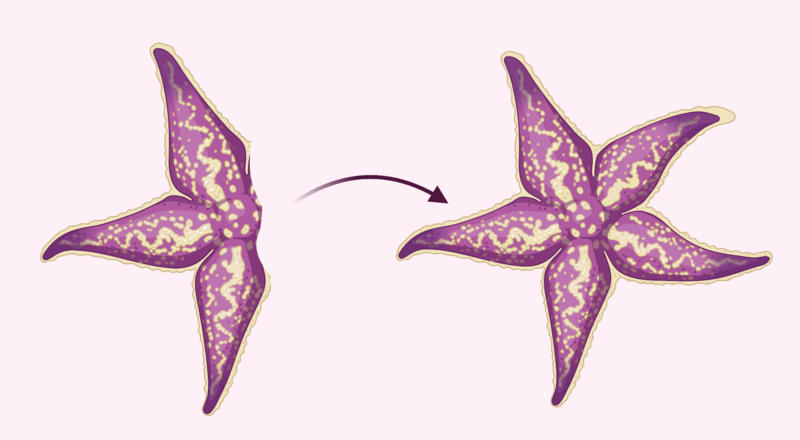 File:Starfish Unidirectional Regen.png