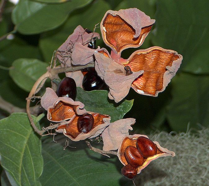 File:Sterculia balanghas fructus.jpg