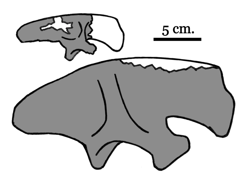 File:Stokesosaurus ilia 01.png