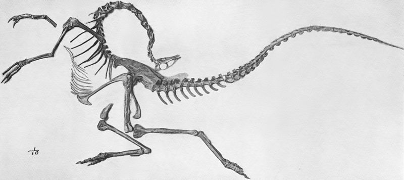 File:Struthiomimus skeleton jconway.jpg