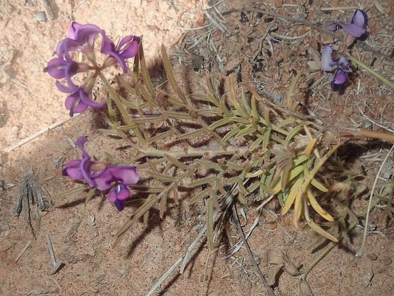 File:Swainsona tenuis leaves.jpg