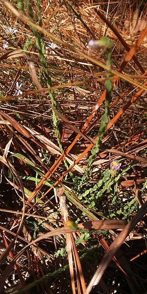 File:Symphyotrichum adnatum 105170351.jpg