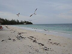 Seagulls at Taino Beach