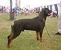 Rottweiler