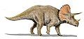 Triceratops from North America:USA