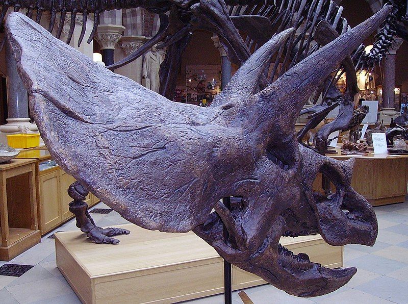 File:Triceratops head.JPG