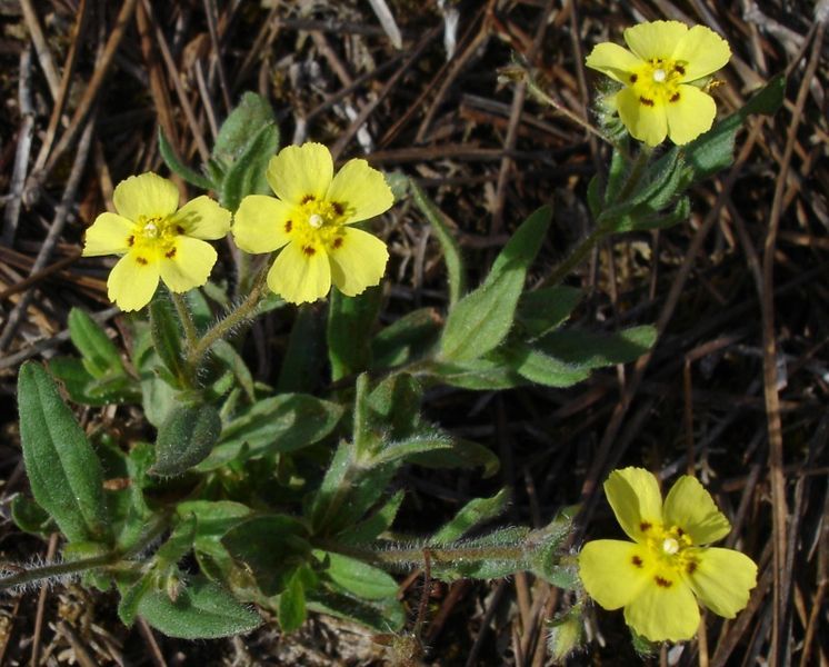 File:Tuberaria guttata01.jpg