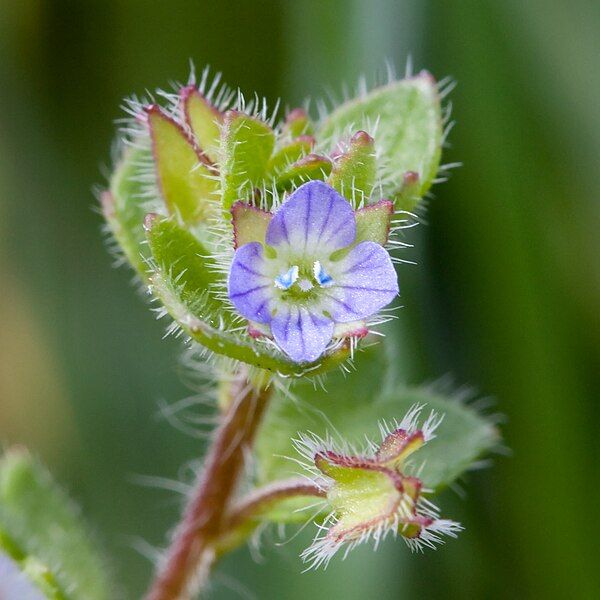 File:Veronica hederifolia Nashville.jpg