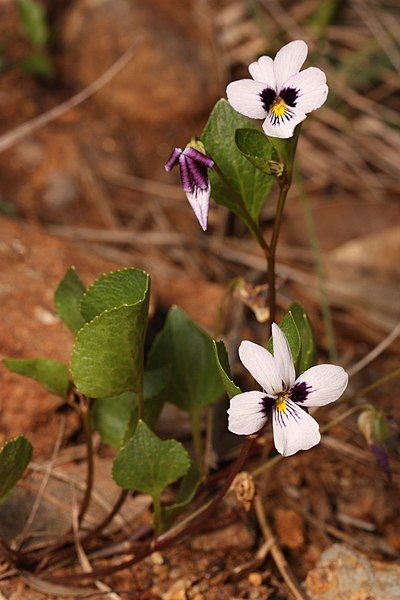 File:Viola cuneata 4662.JPG