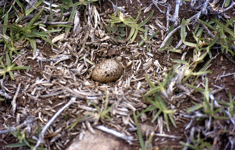 File:Wirebird egg.jpg