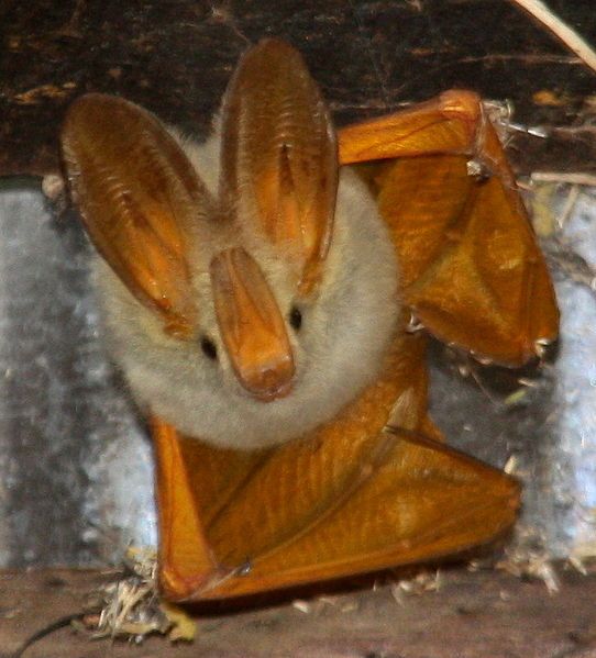 File:Yellow-Winged Bat.jpeg