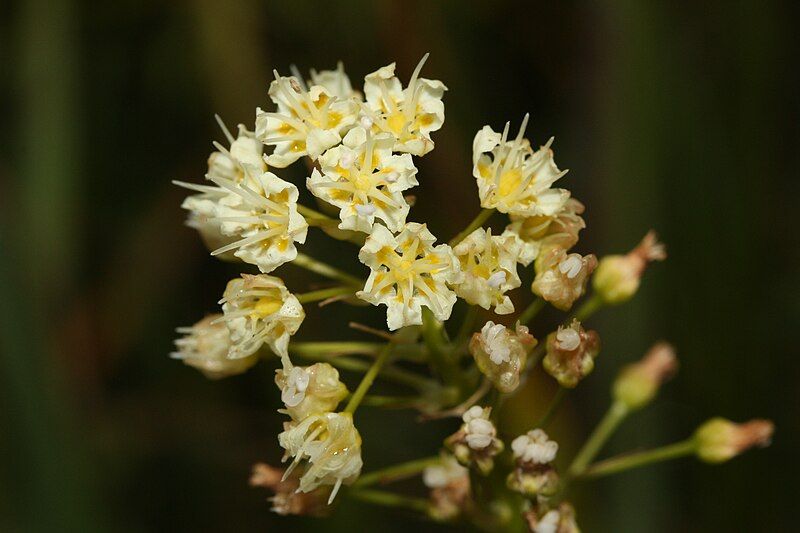 File:Zigadenus venenosus 0102.JPG