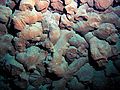 Broken pillow lavas, colored red by iron oxide, inside Vailuluʻu crater.