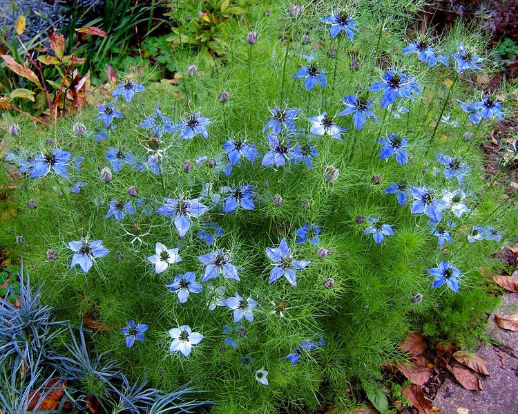 File:2007-10-25Nigella damascena 10.jpg