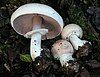 Agaricus hondensis