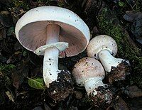 Agaricus hondensis