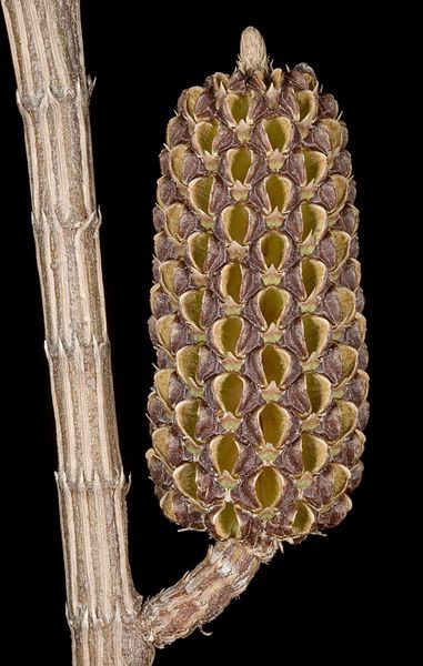 File:Allocasuarina lehmanniana (15248801488).jpg