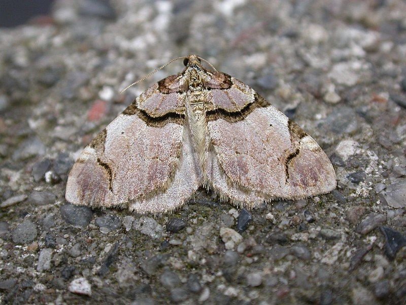 File:Anticlea derivata.jpg